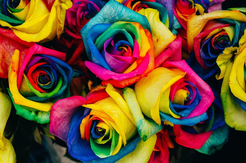 bright-rainbow-roses.jpg